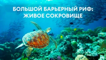 Большой Барьерный риф: живое сокровище