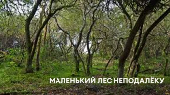 Маленький лес неподалёку