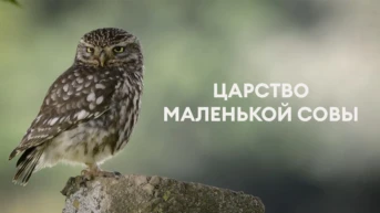 Царство маленькой совы
