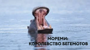 Мореми: королевство бегемотов
