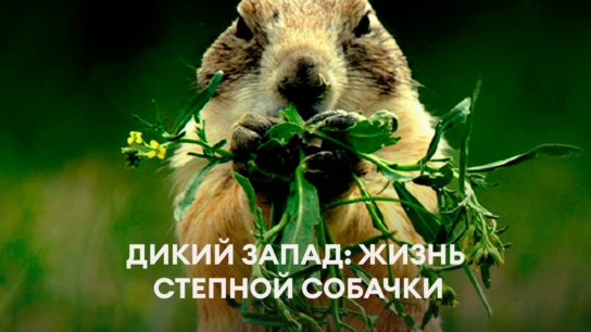 Дикий Запад: жизнь степной собачки