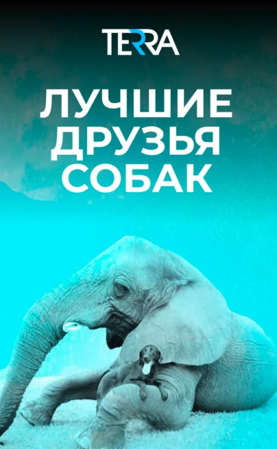 Лучшие друзья собак