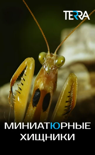 Миниатюрные хищники