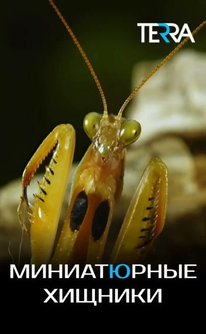 Миниатюрные хищники