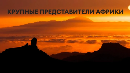 Крупные представители Африки
