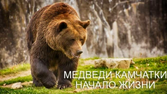 Медведи Камчатки. Начало жизни