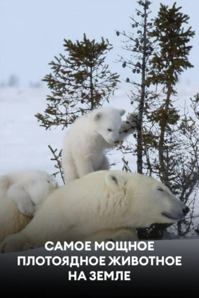 Самое мощное плотоядное животное на Земле