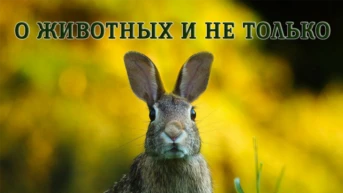 О животных и не только