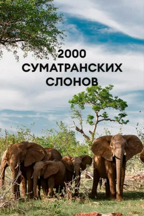 2000 суматранских слонов