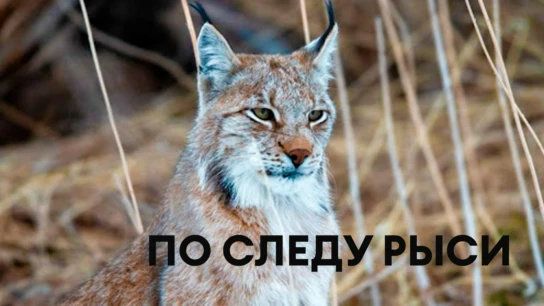 По следу рыси