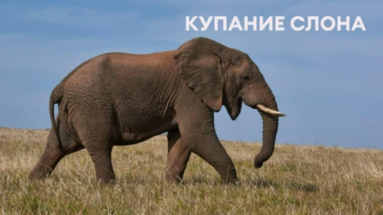 Купание слона