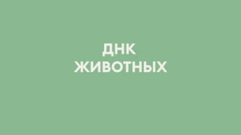 ДНК животных