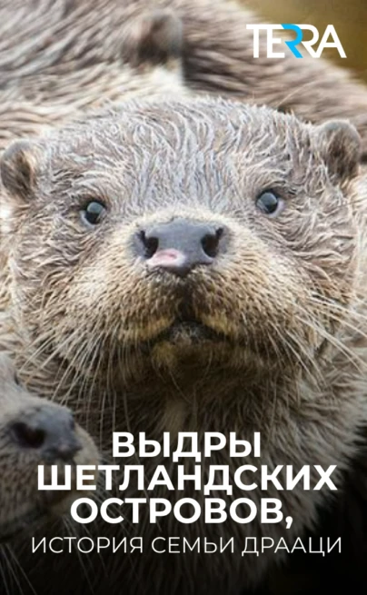 Выдры Шетландских островов, история семьи Драаци