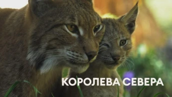 Королева севера
