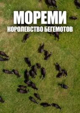 Мореми: королевство бегемотов