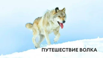 Путешествие волка