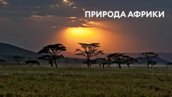 Природа Африки