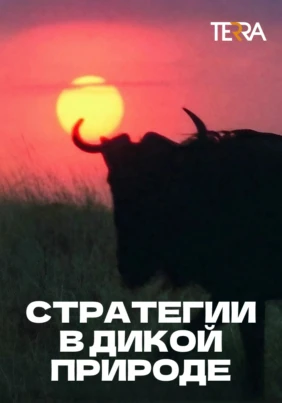 Стратегии в дикой природе