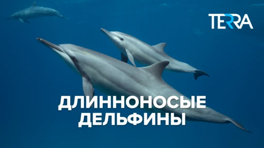 Длинноносые дельфины