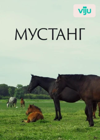 Мустанг