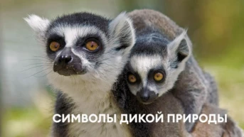 Символы дикой природы