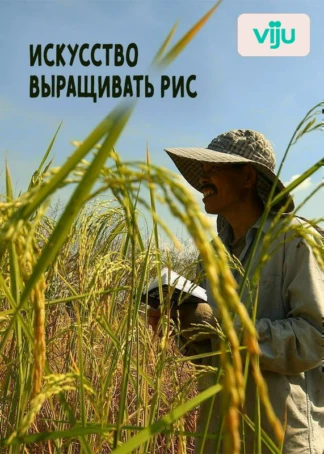 Искусство выращивать рис