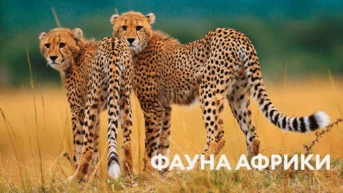 Фауна Африки