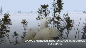 Самое мощное плотоядное животное на Земле