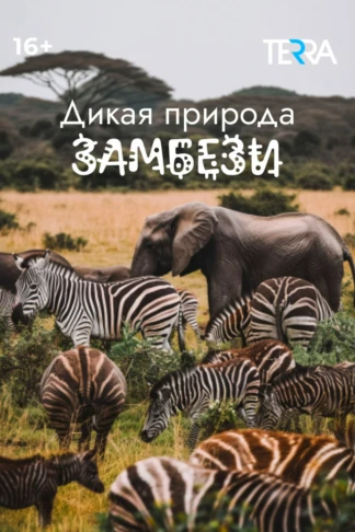 Дикая природа Замбези