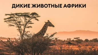 Дикие животные Африки