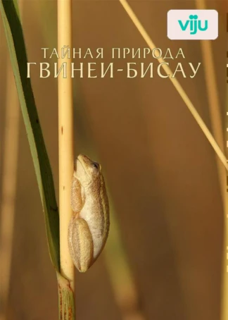 Тайная природа Гвинеи-Бисау