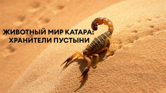 Животный мир Катара: Хранители Пустыни