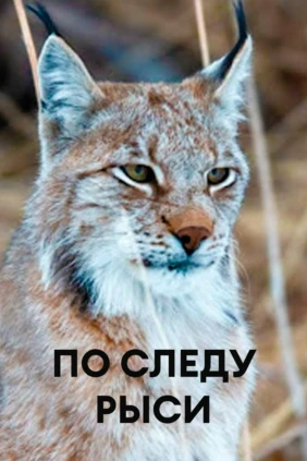 По следу рыси