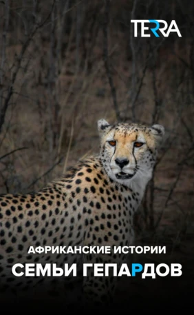 Африканские истории семьи гепардов