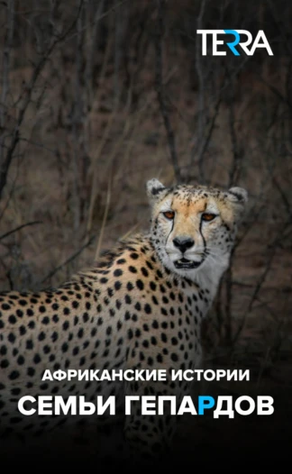 Африканские истории семьи гепардов