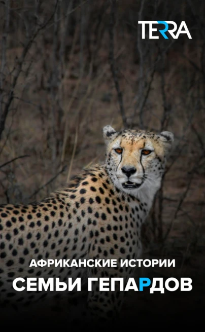 Африканские истории семьи гепардов