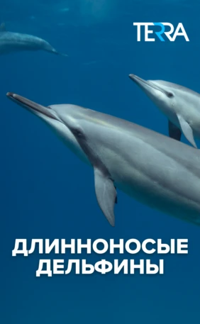 Длинноносые дельфины