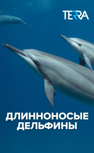 Длинноносые дельфины