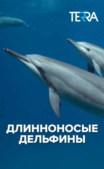 Длинноносые дельфины