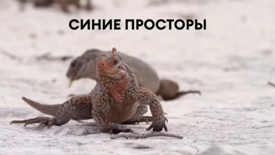 Синие просторы