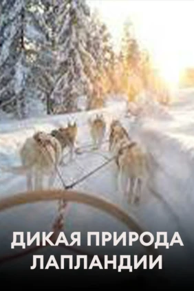 Дикая природа Лапландии
