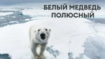 Белый медведь полюсный