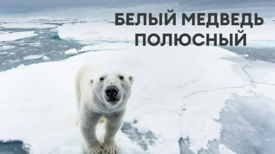 Белый медведь полюсный