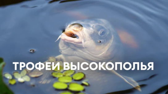 Трофеи Высокополья