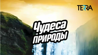 Чудеса природы