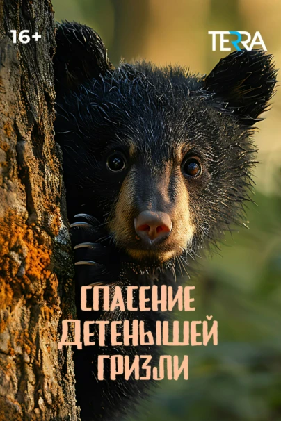 Спасение детёнышей гризли