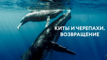 Киты и черепахи. Возвращение