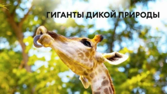 Гиганты дикой природы