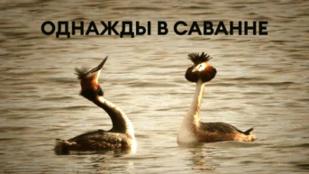 Однажды в Саванне
