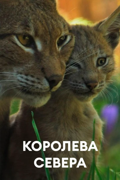 Королева севера
